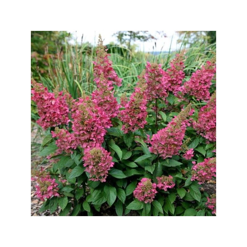 Hydrangea p. PINKY WINKY 'DVPPinky' PBR