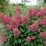 Hydrangea p. PINKY WINKY 'DVPPinky' PBR