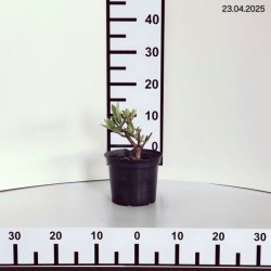 Hydrangea p. PINKY WINKY 'DVPPinky' PBR