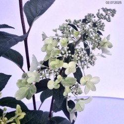 Hydrangea p. PINKY WINKY 'DVPPinky' PBR