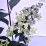 Hydrangea p. PINKY WINKY 'DVPPinky' PBR