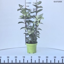 Hydrangea p. PINKY WINKY 'DVPPinky' PBR