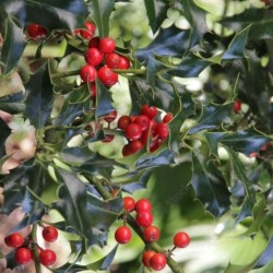Ilex ×meserveae 'Blue Prince'