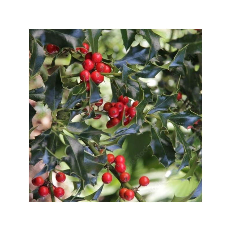 Ilex ×meserveae 'Blue Prince'