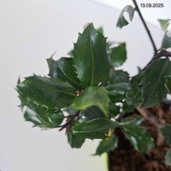 Ilex ×meserveae 'Blue Prince'