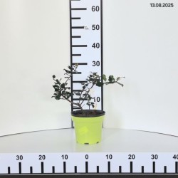 Ilex ×meserveae 'Blue Prince'