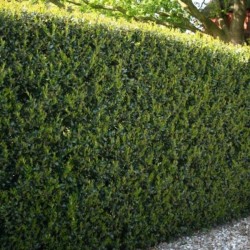 Ilex ×meserveae 'Blue Prince'