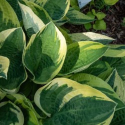 Hosta 'Wide Brim'
