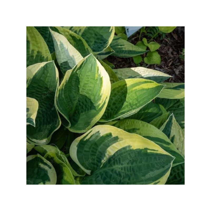 Hosta 'Wide Brim'