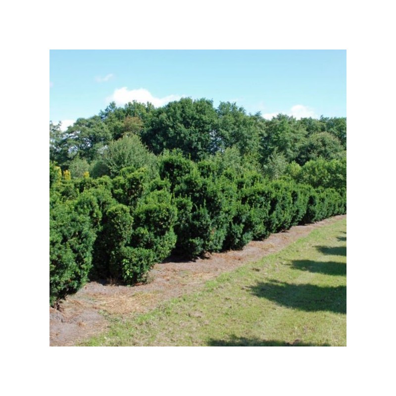 Taxus cuspidata 'Nana'