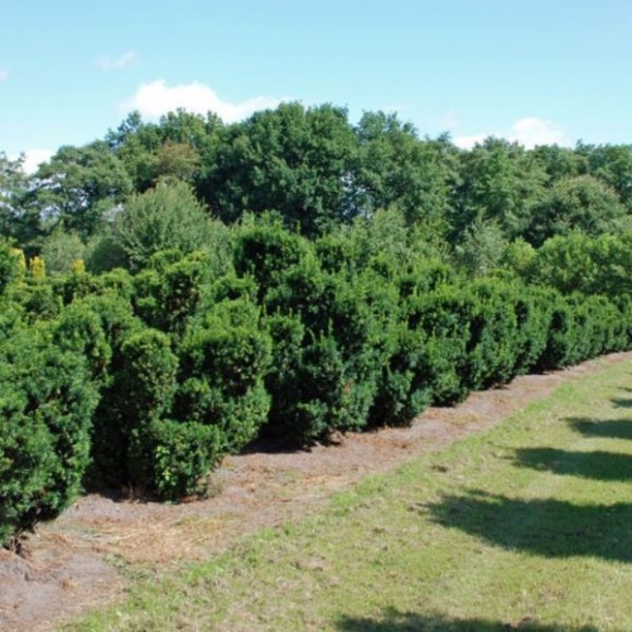 Taxus cuspidata 'Nana'