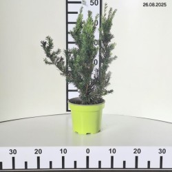 Taxus cuspidata 'Nana'