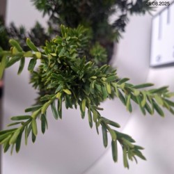 Taxus cuspidata 'Nana'
