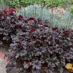Heuchera 'World Caffé Lungo'