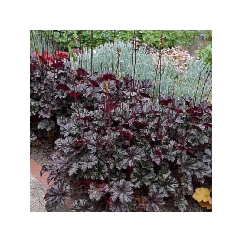 Heuchera 'World Caffé Lungo'