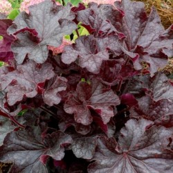 Heuchera 'World Caffé Lungo'