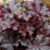 Heuchera 'World Caffé Lungo'