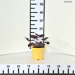 Heuchera 'World Caffé Lungo'