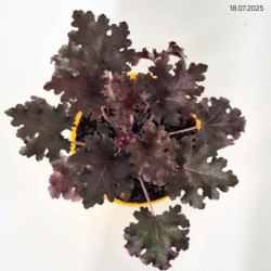 Heuchera 'World Caffé Lungo'