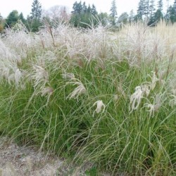 Miscanthus sinensis 'Herman...
