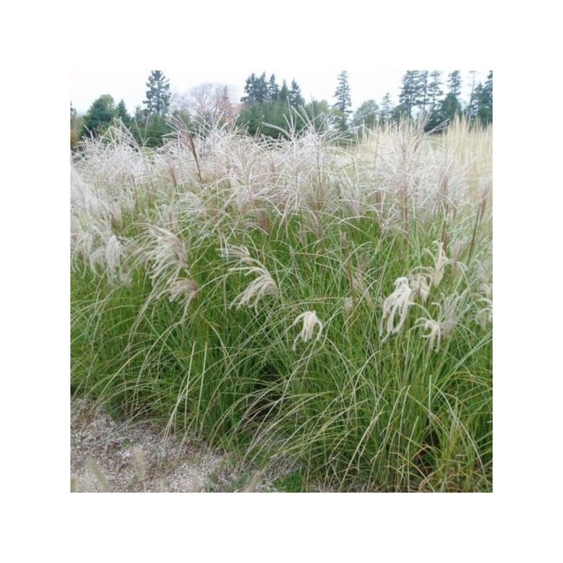Miscanthus sinensis 'Herman Mussel'