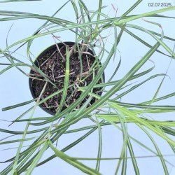 Miscanthus sinensis 'Herman Mussel'