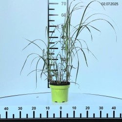 Miscanthus sinensis 'Herman Mussel'