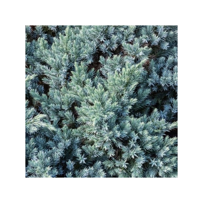 Juniperus squamata 'Blue Compact'