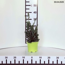 Juniperus squamata 'Blue Compact'