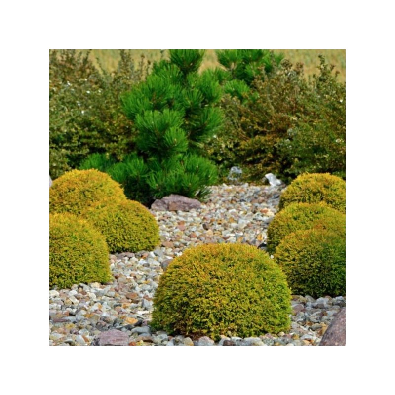 Thuja occidentalis 'Golden Globe'