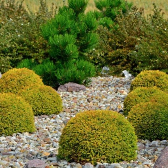 Thuja occidentalis 'Golden Globe'