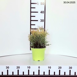 Thuja occidentalis 'Golden Globe'