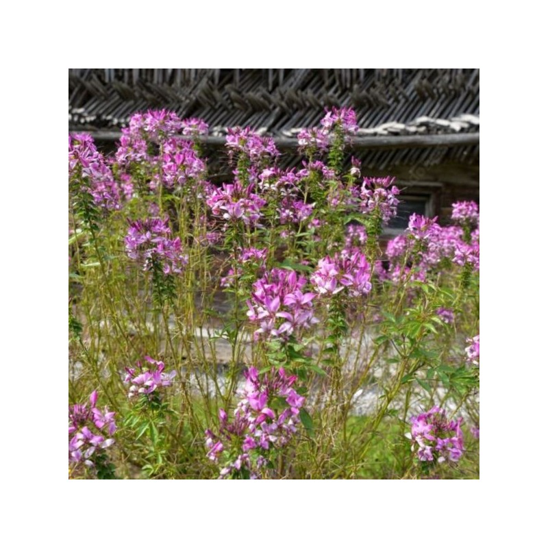 Gaura lindheimeri 'Siskiyou Pink'