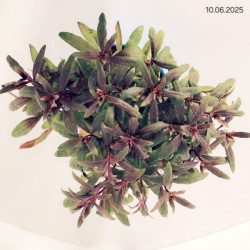 Gaura lindheimeri 'Siskiyou Pink'