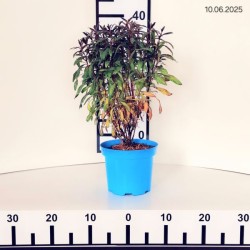 Gaura lindheimeri 'Siskiyou Pink'