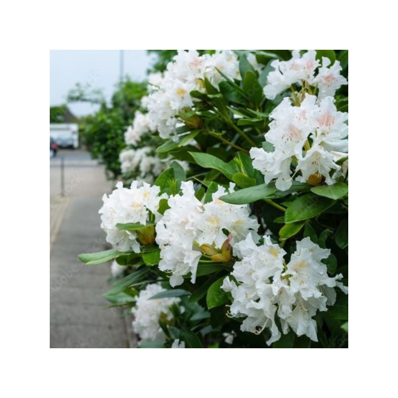 Rhododendron 'Pleasant White'