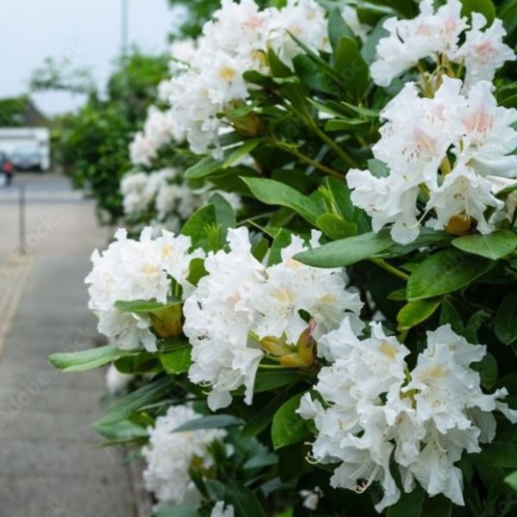 Rhododendron 'Pleasant White'
