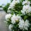 Rhododendron 'Pleasant White'