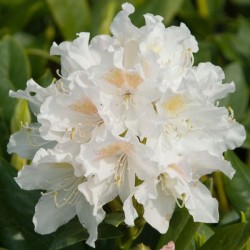 Rhododendron 'Pleasant White'