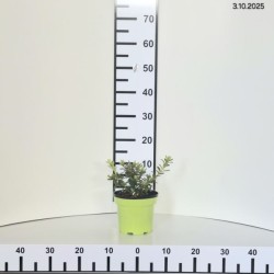 Rhododendron 'Pleasant White'