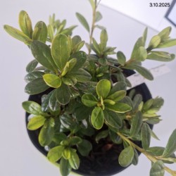 Rhododendron 'Pleasant White'