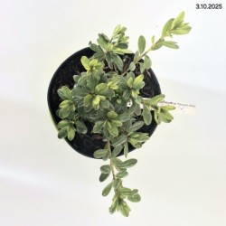 Rhododendron 'Pleasant White'