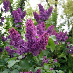 Syringa vulgaris 'Oleg'