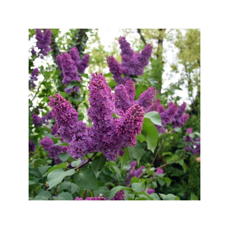 Syringa vulgaris 'Oleg'