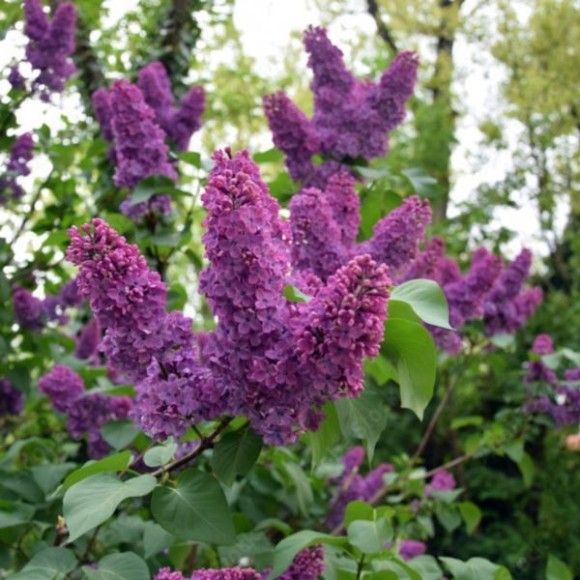 Syringa vulgaris 'Oleg'