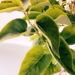 Syringa vulgaris 'Oleg'