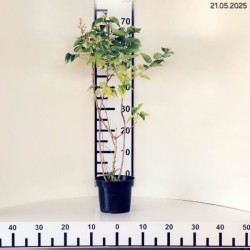 Syringa vulgaris 'Oleg'