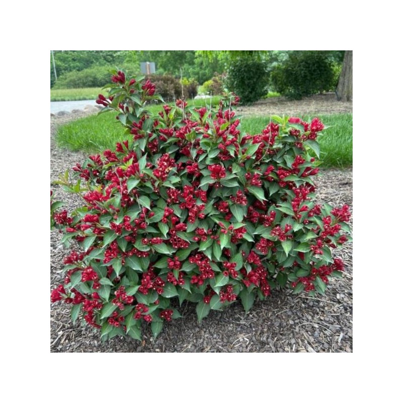 Weigela CHERRY LOVE 'Slingco 2' PBR