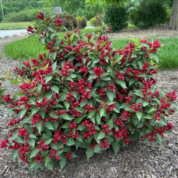 Weigela CHERRY LOVE 'Slingco 2' PBR