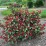 Weigela CHERRY LOVE 'Slingco 2' PBR